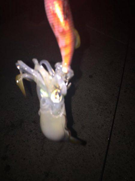 今日は月が明るいです(○´3`○)ノ