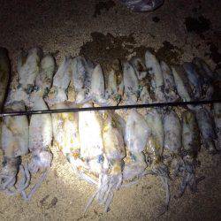 ナイトエギング