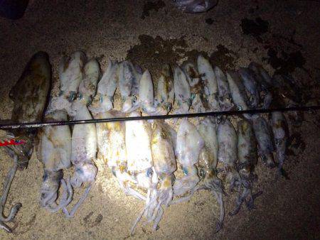 ナイトエギング