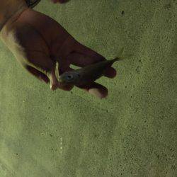 シャクリシャクリ&ライトライト