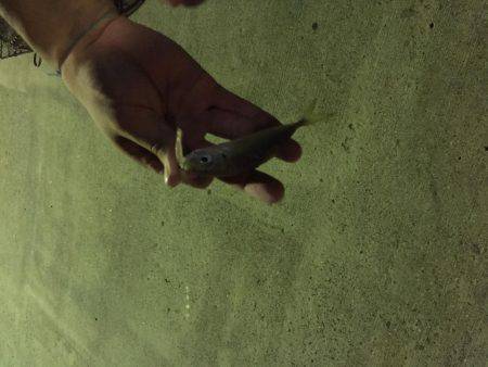 シャクリシャクリ&ライトライト