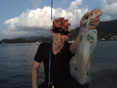 日本海秋アオリ調査