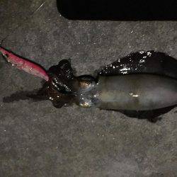 アオリイカ調査