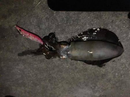 アオリイカ調査