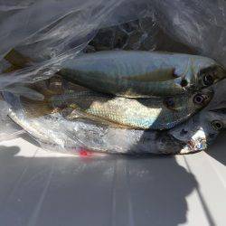 ポーアイ沖ライトショアジギング