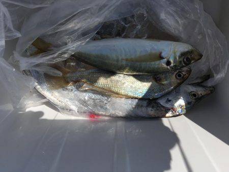 ポーアイ沖ライトショアジギング