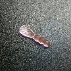 中アジいました〜☆