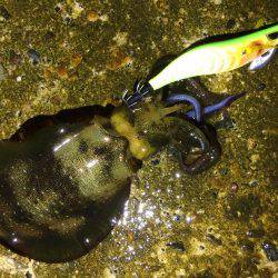 アオリイカ15cm出ました！