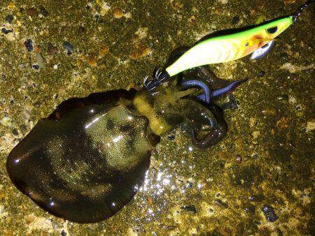 アオリイカ15cm出ました！