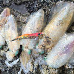 朝マヅメエギング