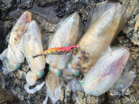 朝マヅメエギング