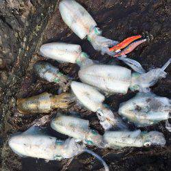 数釣りエギング