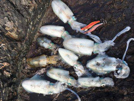 数釣りエギング