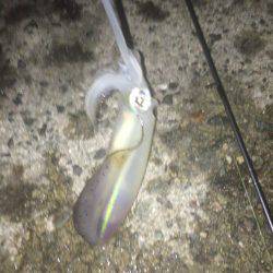 秋イカいっぱい( ^ω^ )