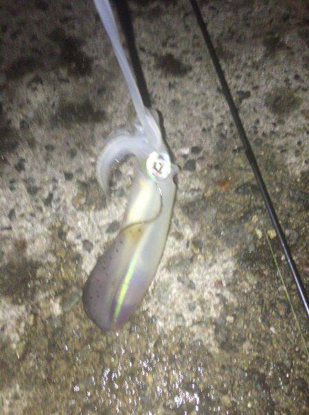 秋イカいっぱい( ^ω^ )