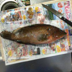 サゴシ×エソ×アコウ