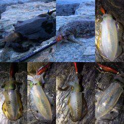 短時間エギング