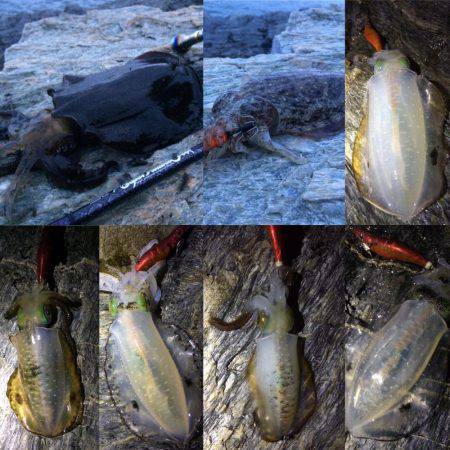 短時間エギング