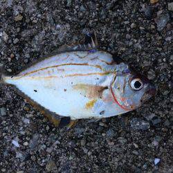 初アコウ！！！