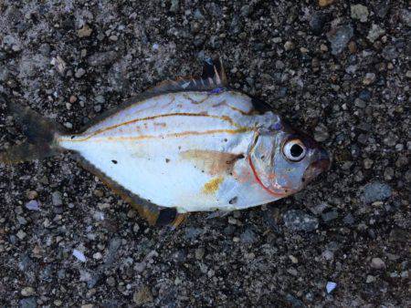 初アコウ！！！