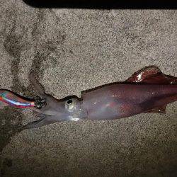 ケンサキイカ調査