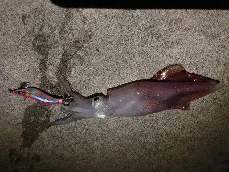 ケンサキイカ調査