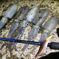 寝る前の短時間エギング