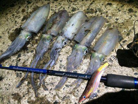 寝る前の短時間エギング