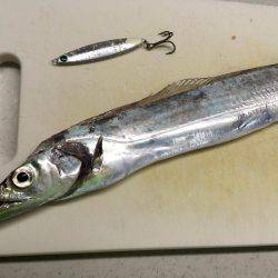 タチウオジギング