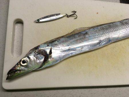 タチウオジギング