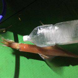 ジャンボ剣先イカGET！