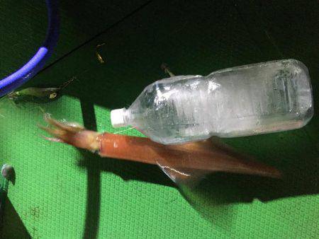 ジャンボ剣先イカGET！