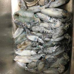 福井…朝夕マズメロング釣行