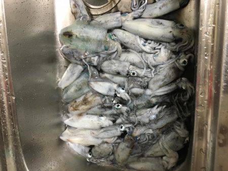 福井…朝夕マズメロング釣行