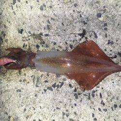 気持ち良いテンポで釣れました。