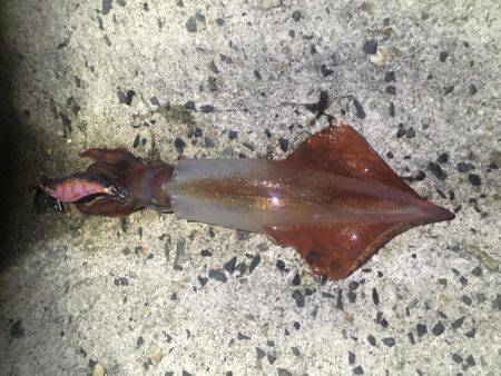 気持ち良いテンポで釣れました。