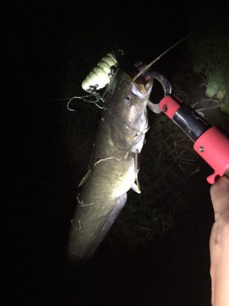 雨+増水+濁り＝絶対
