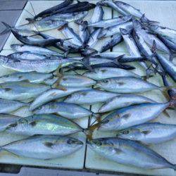 ミタチ丸 釣果
