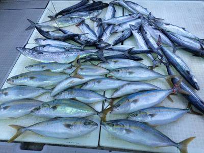 ミタチ丸 釣果