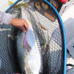 スカイマリン 釣果