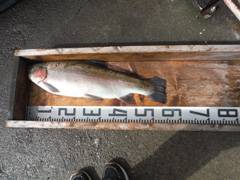 すそのフィッシングパーク 釣果