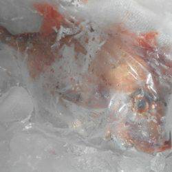 こうゆう丸 釣果