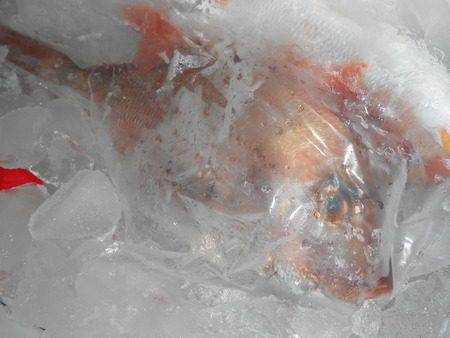 こうゆう丸 釣果