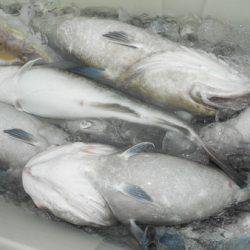 こうゆう丸 釣果