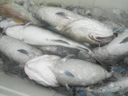 こうゆう丸 釣果