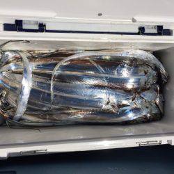 釣り船武蔵 釣果