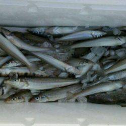 釣り船くわだ 釣果