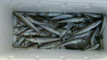 釣り船くわだ 釣果