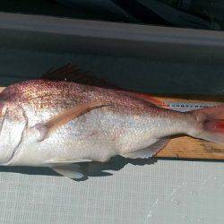 フィッシングボートACE(エース) 釣果