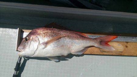 フィッシングボートACE(エース) 釣果